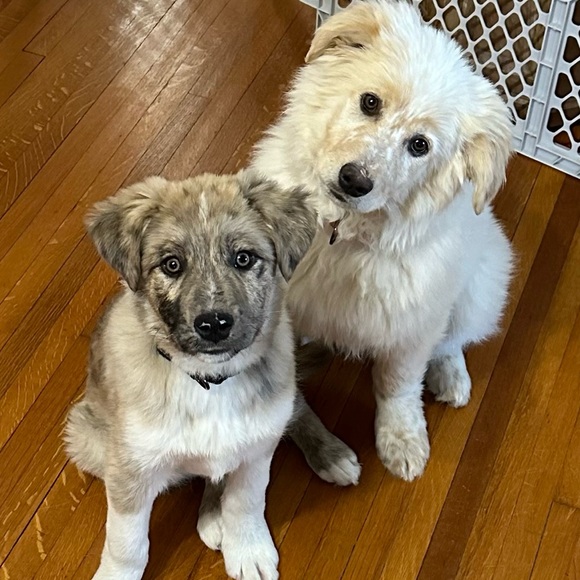 Meet your Posher, Tammy - Picture 3 of 9